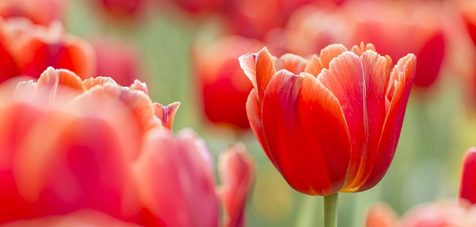 Op Hemelvaartsdag en de dag na Hemelvaart (21 en 22 mei) zijn wij gesloten. Heeft u een storing? Dan kunt u altijd een beroep doen op onze paraat staande servicemonteurs. U kunt in geval van een storing bellen met 0321 - 38 60 60.
wouda.nl/nieuws/N2N127/…