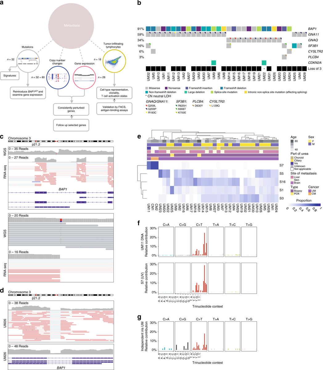 ensembl's tweet photo. Molecular profiling of driver events in metastatic uveal #melanoma reveals key #oncogenes including BAP1. @NatureComms
@JNilsson_lab
https://t.co/vli8j7fII9
#UsingEnsembl #UsingBioMart #BioMart #cancer https://t.co/Pb9G3xUY1a
