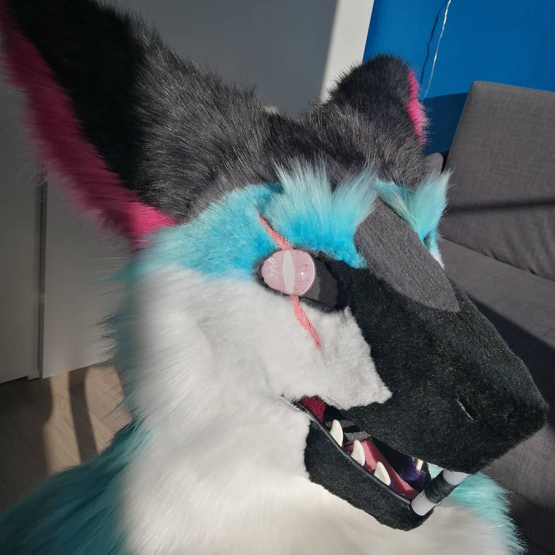 AliraGrimm's tweet photo. Something I rarely write here. So... Sergal is finished :)
#furry #fursuit #fursuithead #craft #fursuitmaker #fursuitmaking #fursuiting #fursuitwip #fursuitprocess #fursuitbase #fursuitsergal #sergal #sergalfursuit #furrypersona #fursuitforsale #fursuitsale https://t.co/SAZAPBs6PZ