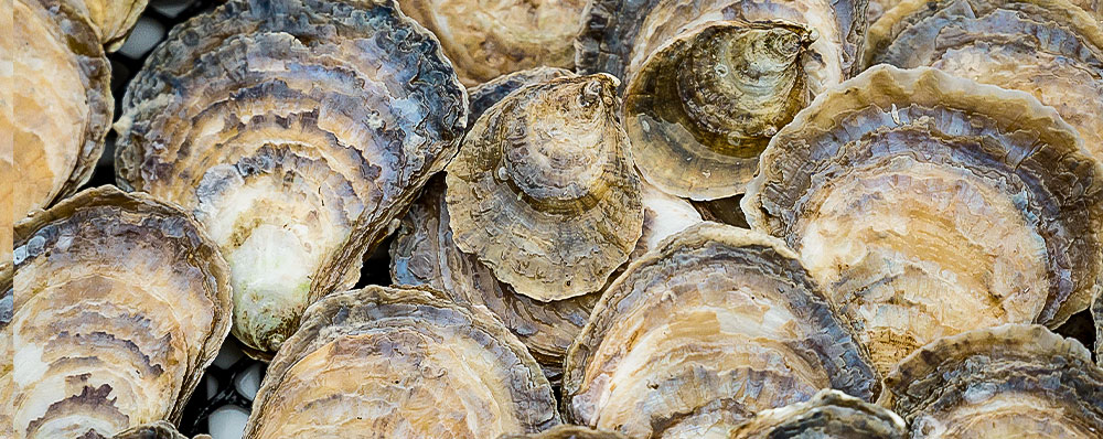 Need a clear explanation of the potential role of oyster reefs in blue carbon? Read the new NORA blog post by @Hannah_ZLL &amp; Dr. Bill Sanderson from <a href="/HeriotWattUni/">Heriot-Watt University</a>  and the #DEEP project with <a href="/TheGlenmorangie/">Glenmorangie</a> 
noraeurope.eu/real-time-carb…
<a href="/BlueCarbonLab/">Blue Carbon Lab</a> <a href="/NativeOysterNet/">Native Oyster Network - UK & Ireland</a>