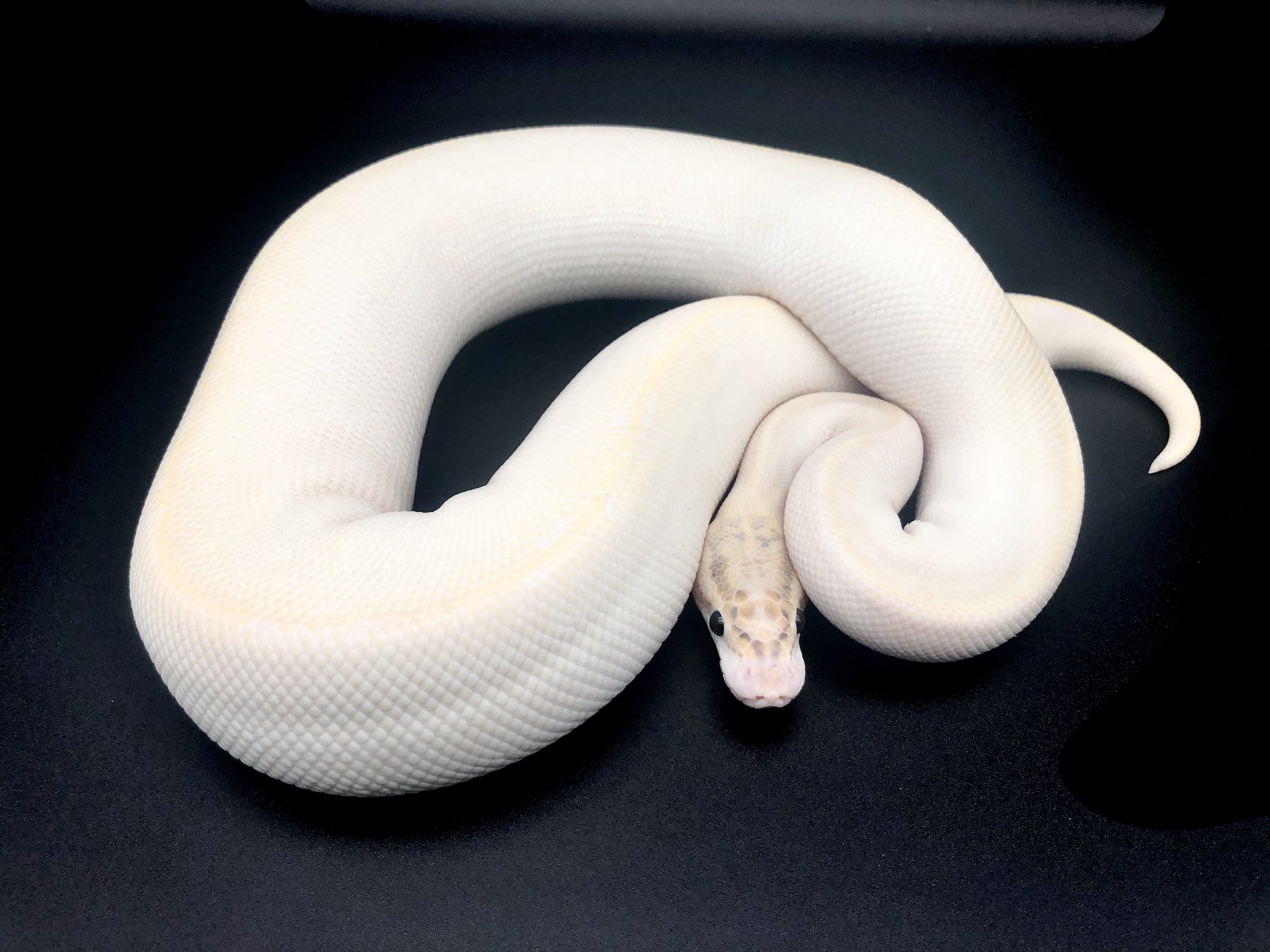 ネイチャーズ名古屋錦店 ボールパイソン アイボリー イエローベリーのスーパー体 白地に鮮やかなレモン色がところどころに入り美しいです 白いヘビがお好きな方にもオススメのモルフです ネイチャーズ 名古屋錦 爬虫類専門店 ボールパイソン