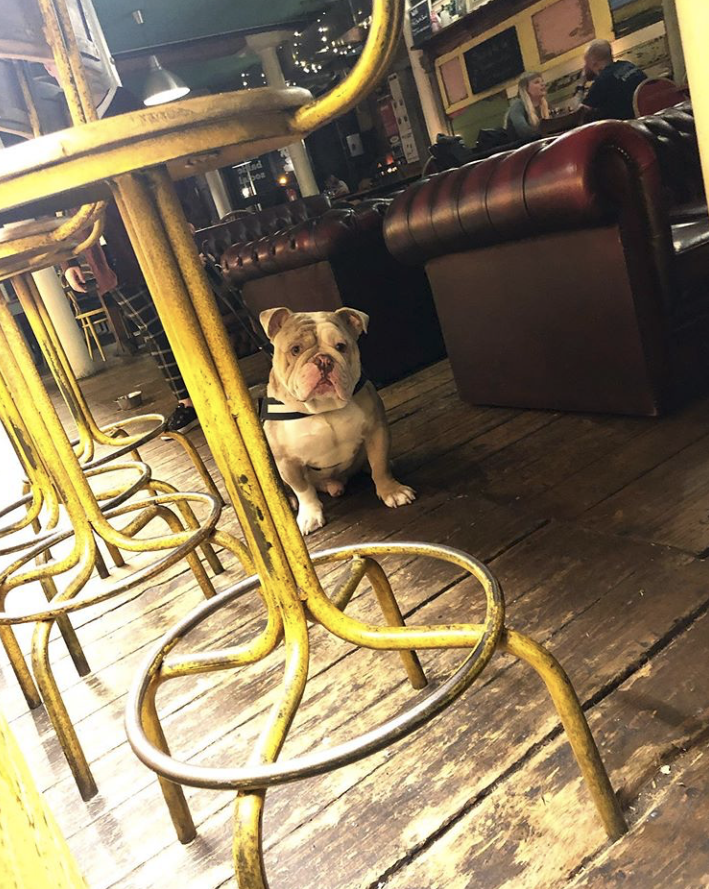 ElevatorStudios's tweet photo. We can't wait to see all of your furry friends again in our lobby at @thebalticsocial when it's safe to reopen 😍🐶
#brunch #liverpoolfood #liverpoolbrunch #balticbrekkie #food #baltictriangle #liverpoolfoodie #dogfriendly #dogfriendlyliverpool #dogsofinsta #dogsofliverpool https://t.co/1gvCEnBcYC
