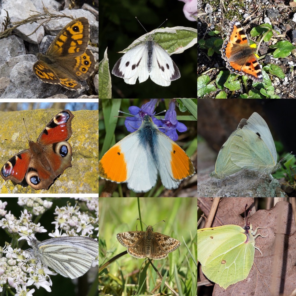 An eye-popping 9 species of #butterfly have been spotted at our Hoe Grange Nature Reserve in the last 2 weeks! Can you guess all 9 of these stunning beauties?! #butterflies #actionforinsects #Derbyshire #Quarries #Wildlife @savebutterflies @DerbysWildlife