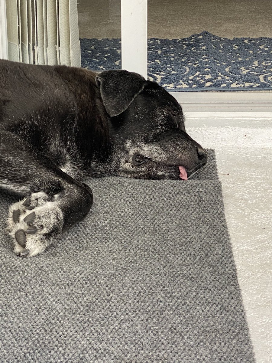 LisaJB71's tweet photo. @sarahphinneytv our puppy is getting older. “Girlfriend” can’t keep her tongue in her mouth anymore. 🥰 https://t.co/czvO0ZIEsf