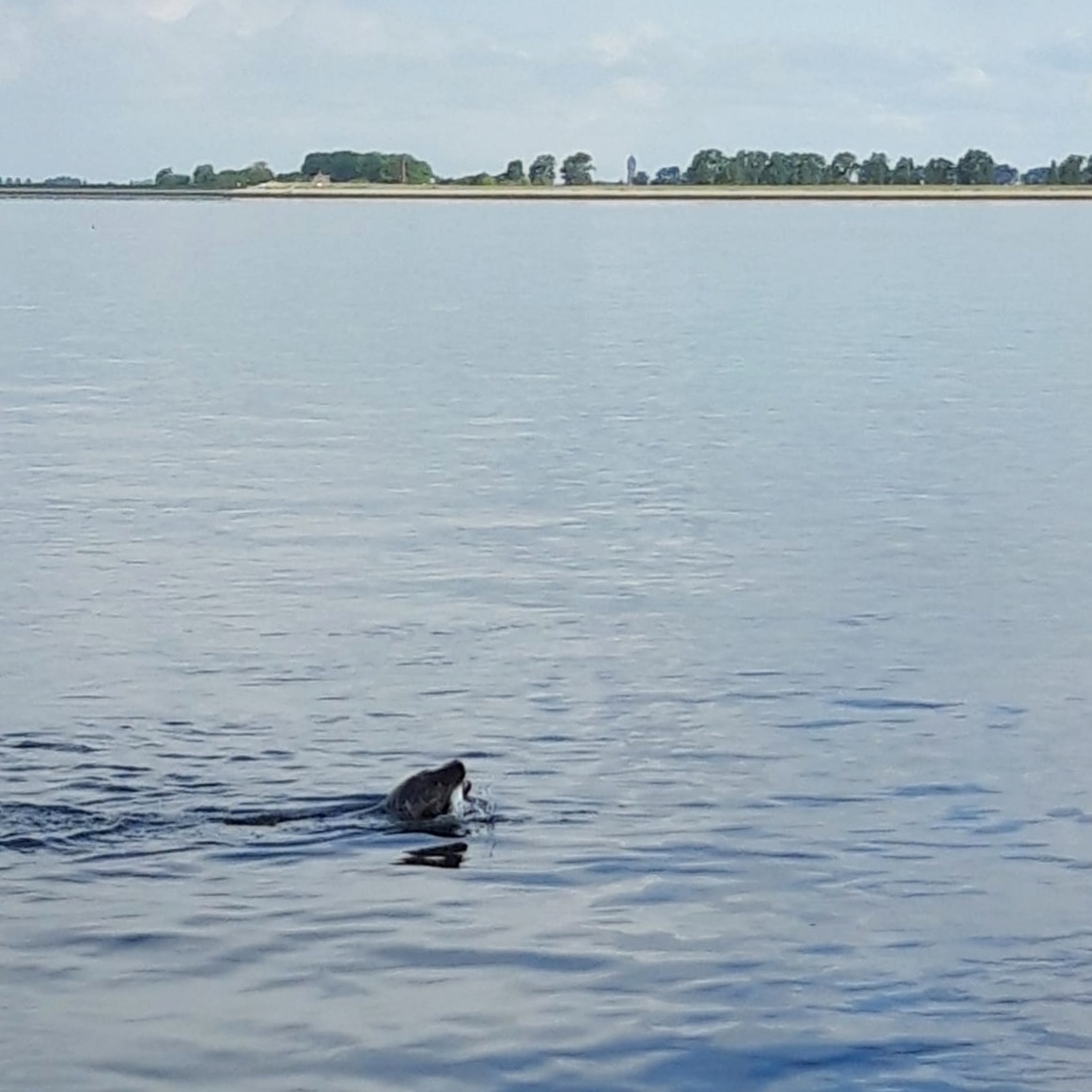 Weervisserij's tweet photo. Bijzonder gezelschap vandaag voor onze vrijwilliger Frans Stoel. Tijdens het bijliggen dook deze grijze zeehond op, die zich overduidelijk tegoed doet aan een flinke vangst. Ondanks dat het een 'concurrent' is, blijft het een mooi plaatje. #weervisserij #zeehond #oosterschelde https://t.co/bkqQ2qoI6Q