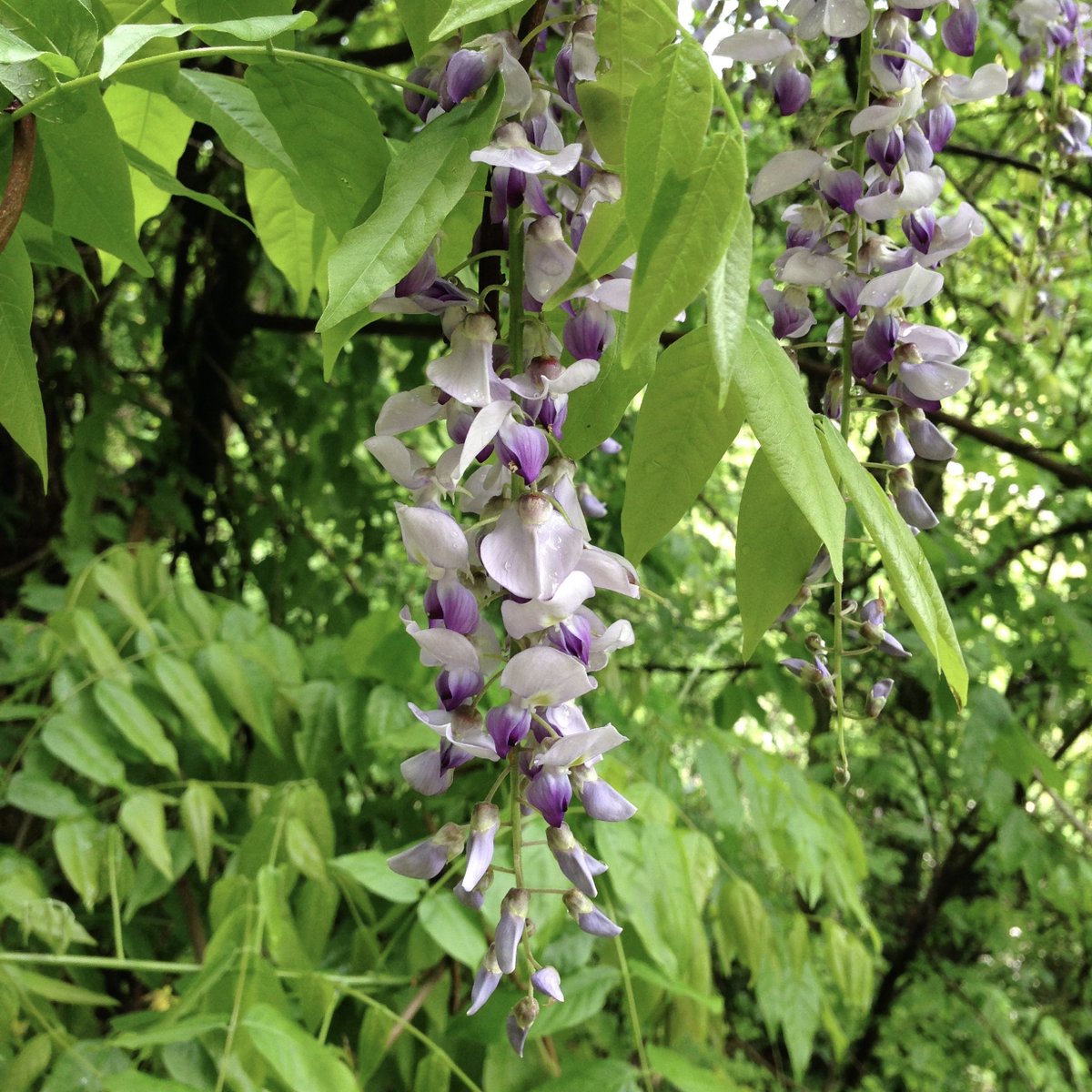 univtoyama's tweet photo. フジはマメ科のつる性植物で、5月には藤棚の名所が話題となり、山地に自生するフジもまた人気があります。薬用植物園での開花状況は控えめですが、その分マメ科に特徴的な蝶形花が観察しやすいかもしれません。右の写真は富山大学周辺の山地で撮影したものです。
#薬用植物園　#生薬　#フジ https://t.co/CvezbTEhBe