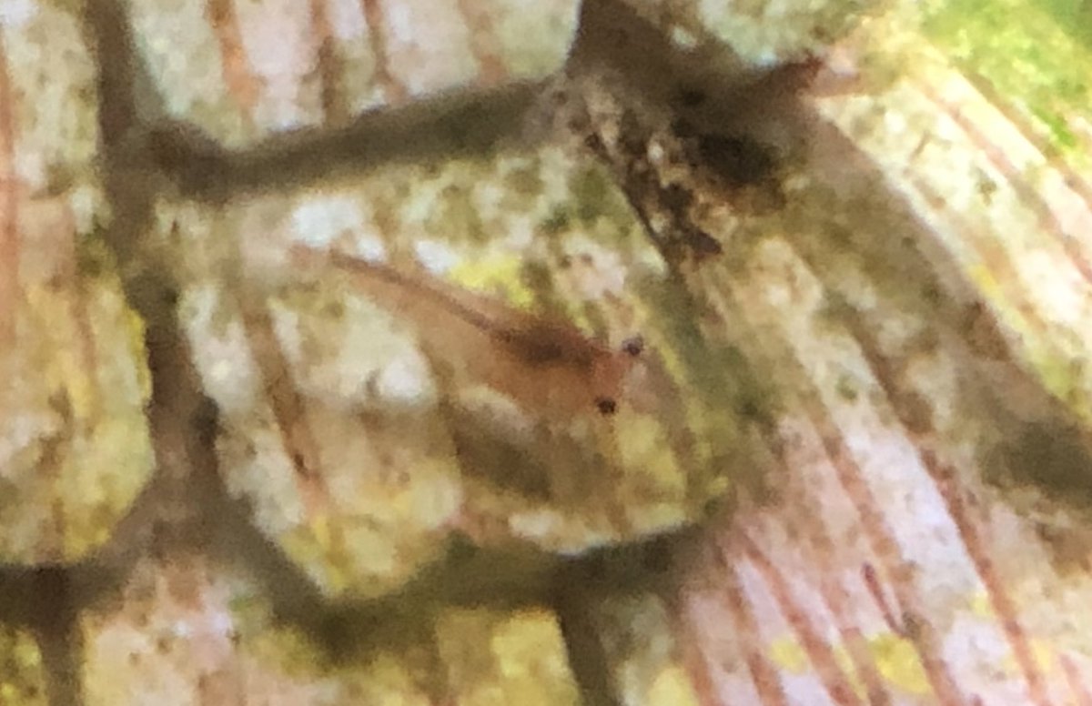 Day 62/ #shrimptankLet me fill you in - no -Let me sum up: eggs hatched into a net nursery eggs hatched directly into the main tank & are of unknown numbers babies are back! escaped the tank, I heard a crunch, I popped it back into the tank, it lived.Meet Denty 