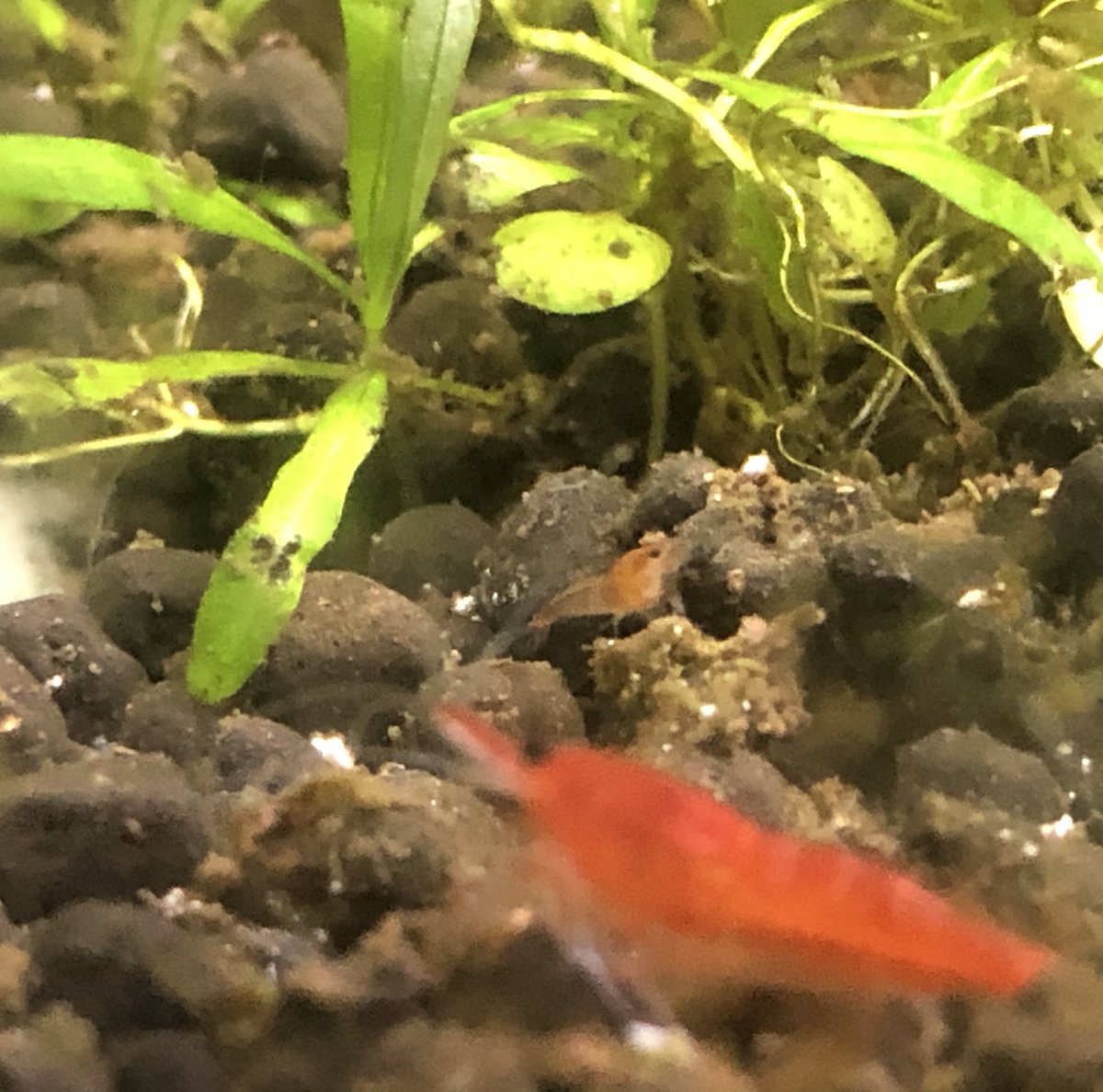 Day 62/ #shrimptankLet me fill you in - no -Let me sum up: eggs hatched into a net nursery eggs hatched directly into the main tank & are of unknown numbers babies are back! escaped the tank, I heard a crunch, I popped it back into the tank, it lived.Meet Denty 