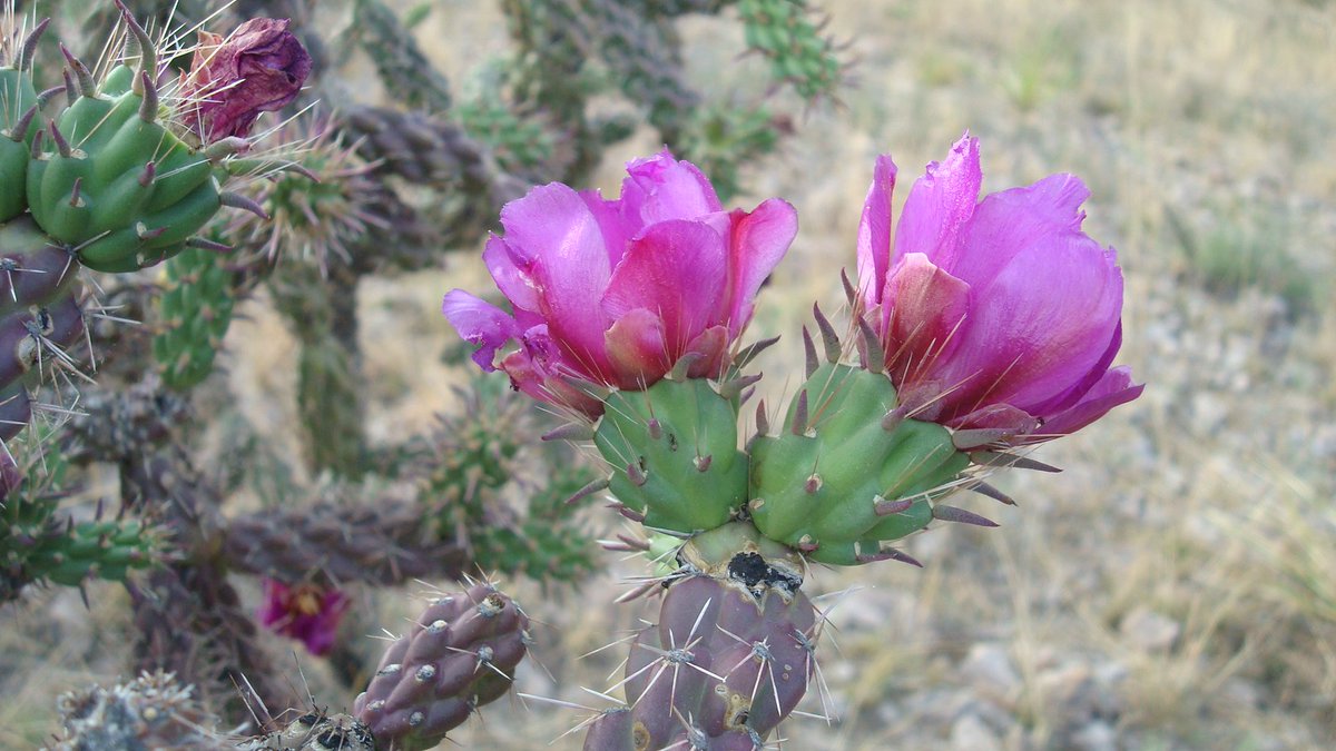 yulipopmx's tweet photo. Tú y yo
#cylindropuntiaimbricata #cardenche #naturalistamx #nature #naturalist #biodiversity #flora #bio #Biodiversidad #ilovenature #flowers #prettynature https://t.co/wrFBauUo78