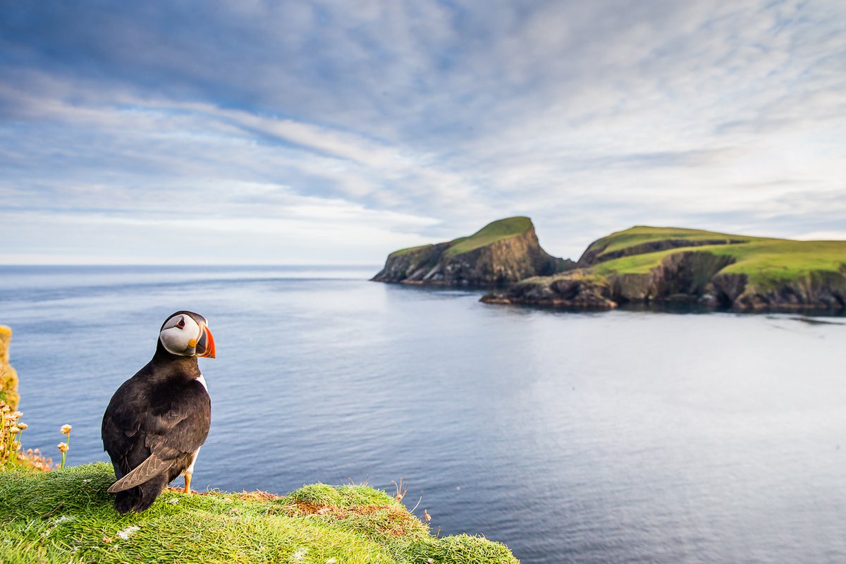 KevMorgans's tweet photo. After spending countless days and hours working with the ever comical puffin. I’m finally in a position to work on something I’ve wanted to produce for a very long time a coffee table puffin book. So which of these 4 images. 1, 2, 3, or 4 should I include in the book. Thanks  Kev https://t.co/0p8XcNyVEJ