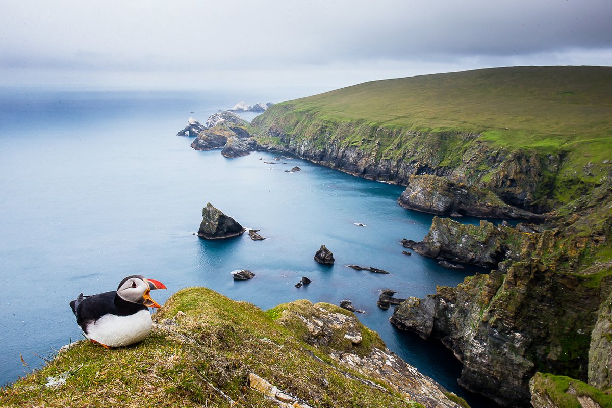 KevMorgans's tweet photo. After spending countless days and hours working with the ever comical puffin. I’m finally in a position to work on something I’ve wanted to produce for a very long time a coffee table puffin book. So which of these 4 images. 1, 2, 3, or 4 should I include in the book. Thanks  Kev https://t.co/0p8XcNyVEJ