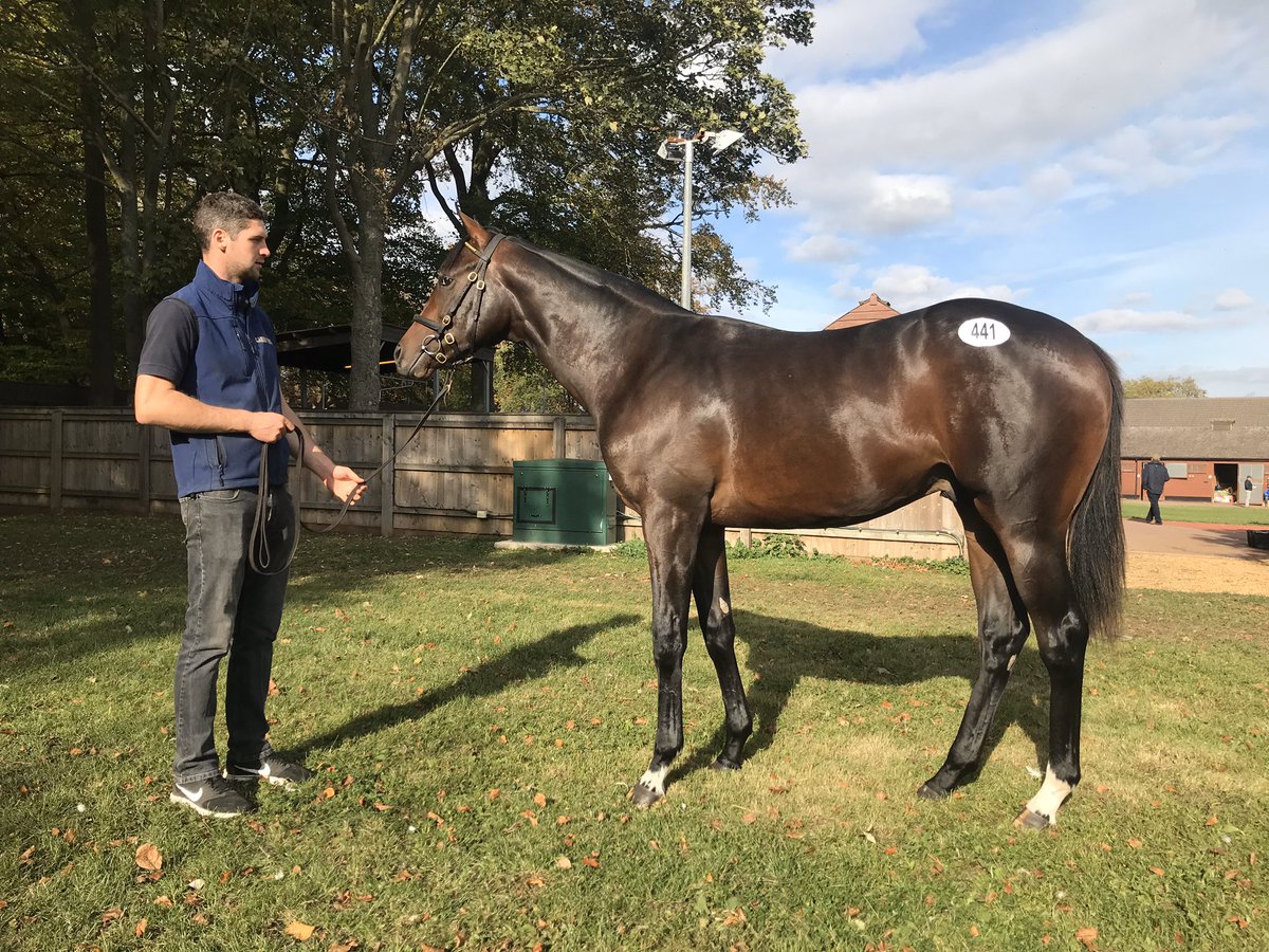 馬 Le Cheval♘♞ tweet media