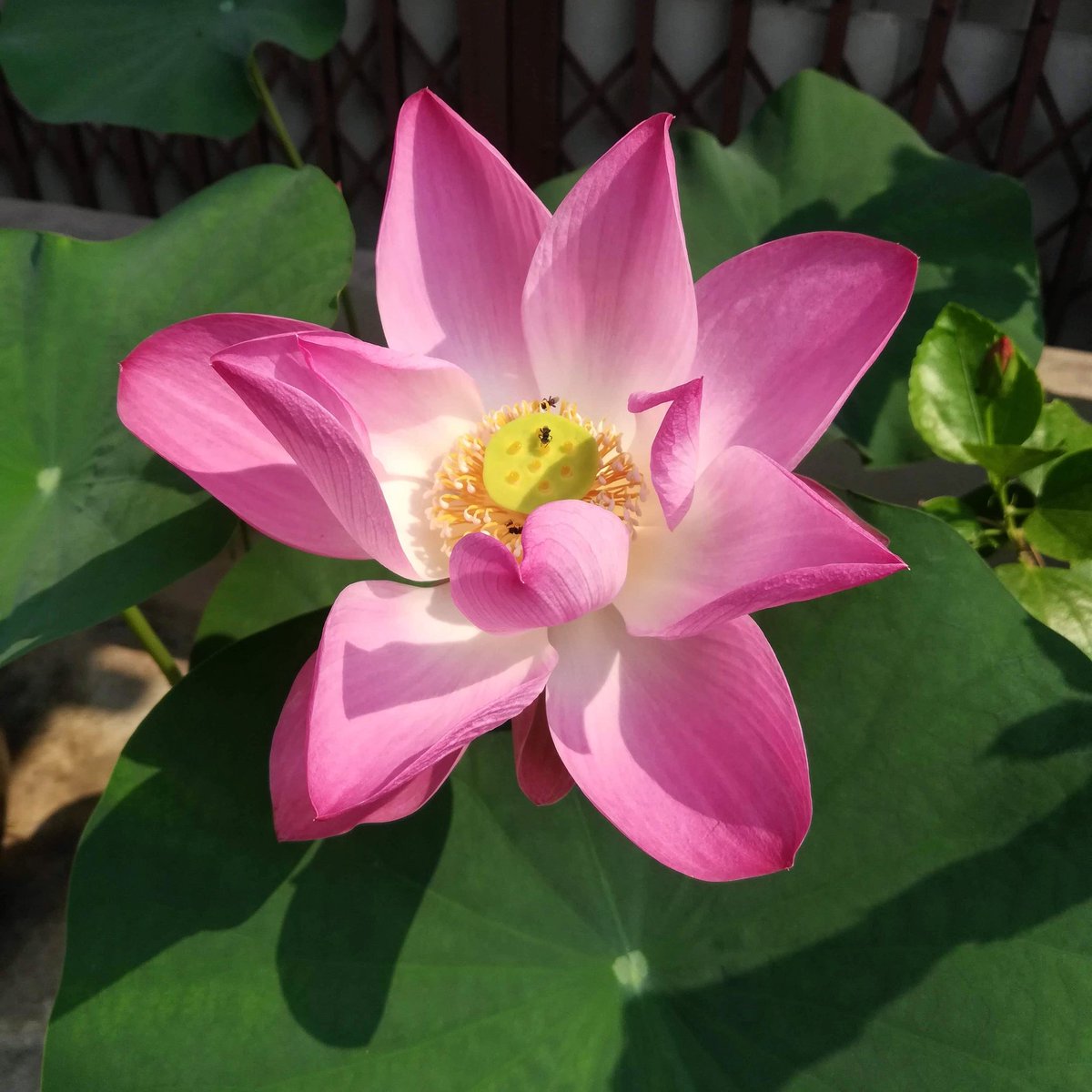 '𝘏𝘢𝘱𝘱𝘪𝘯𝘦𝘴𝘴 𝘩𝘦𝘭𝘥 𝘪𝘴 𝘵𝘩𝘦 𝘴𝘦𝘦𝘥; 𝘩𝘢𝘱𝘱𝘪𝘯𝘦𝘴𝘴 𝘴𝘩𝘢𝘳𝘦𝘥 𝘪𝘴 𝘵𝘩𝘦 𝘧𝘭𝘰𝘸𝘦𝘳'
•
#nelumbonucifera #lotusflower #bloom #bloominbeautiful #watsaket #feb2020 #bangkok #thailand #goldenmounttemple #inspirationalmoments #johnharriganquote