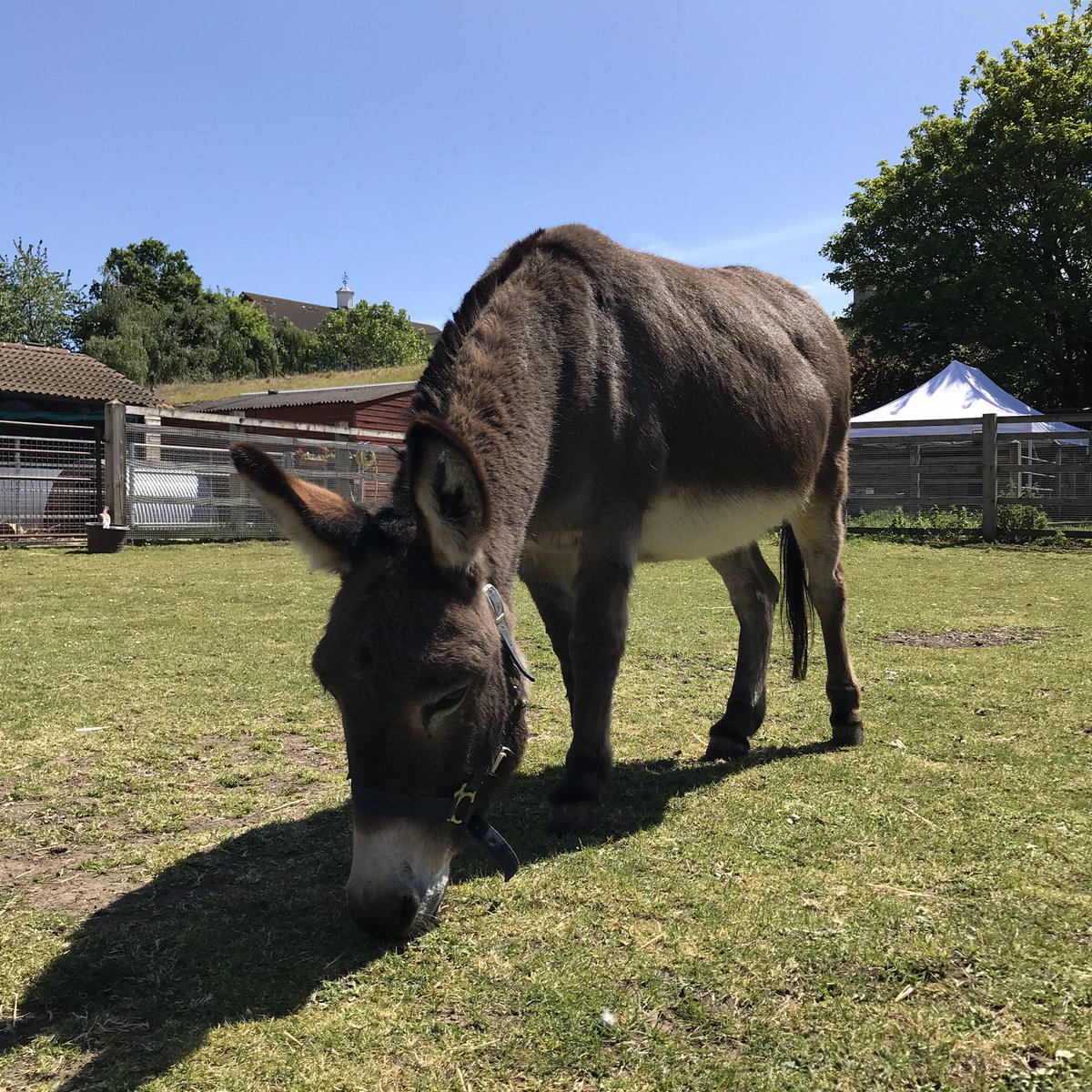 Surrey Docks Farm tweet media
