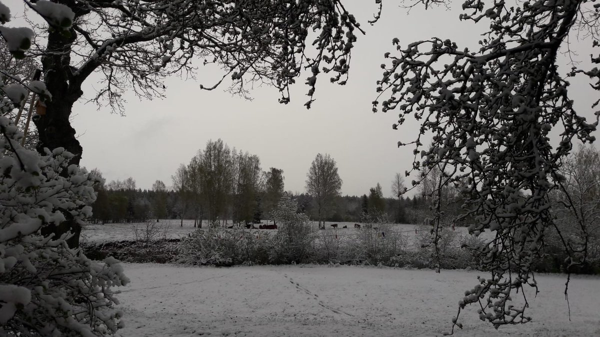 LVDabasFonds's tweet photo. Mūsu projekta GrassLIFE saimnieki visā Latvijā šorīt ziņo par pavasara ziemu! Tā pienākusi Jēkabpils pusē, Virešu pagastā, bet Valkas novadā gaidīta, taču nav iestājusies. 

#projektsGrassLIFE #LIFEprogramma https://t.co/m7lnvnqAaH