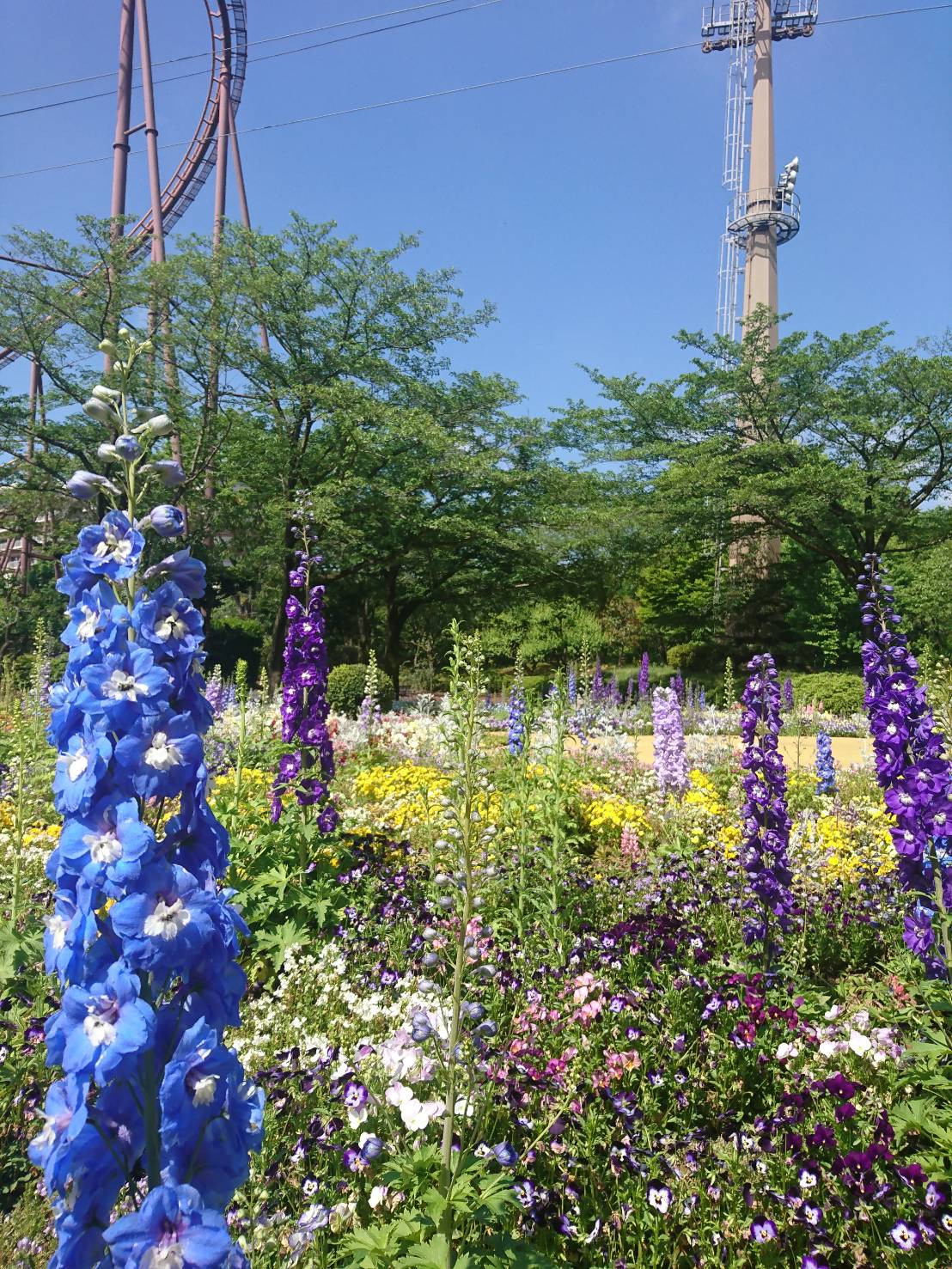 Hana Biyori 公式 デルフィニウム 優雅で美しい花姿から ウェディング等でも人気の高い デルフィニウム が 四季の庭を華やかなブルーに彩っています デルフィニウムの花言葉は清明 名前は 蕾がイルカ ﾄﾞﾙﾌｨﾝ に似ていることから由来