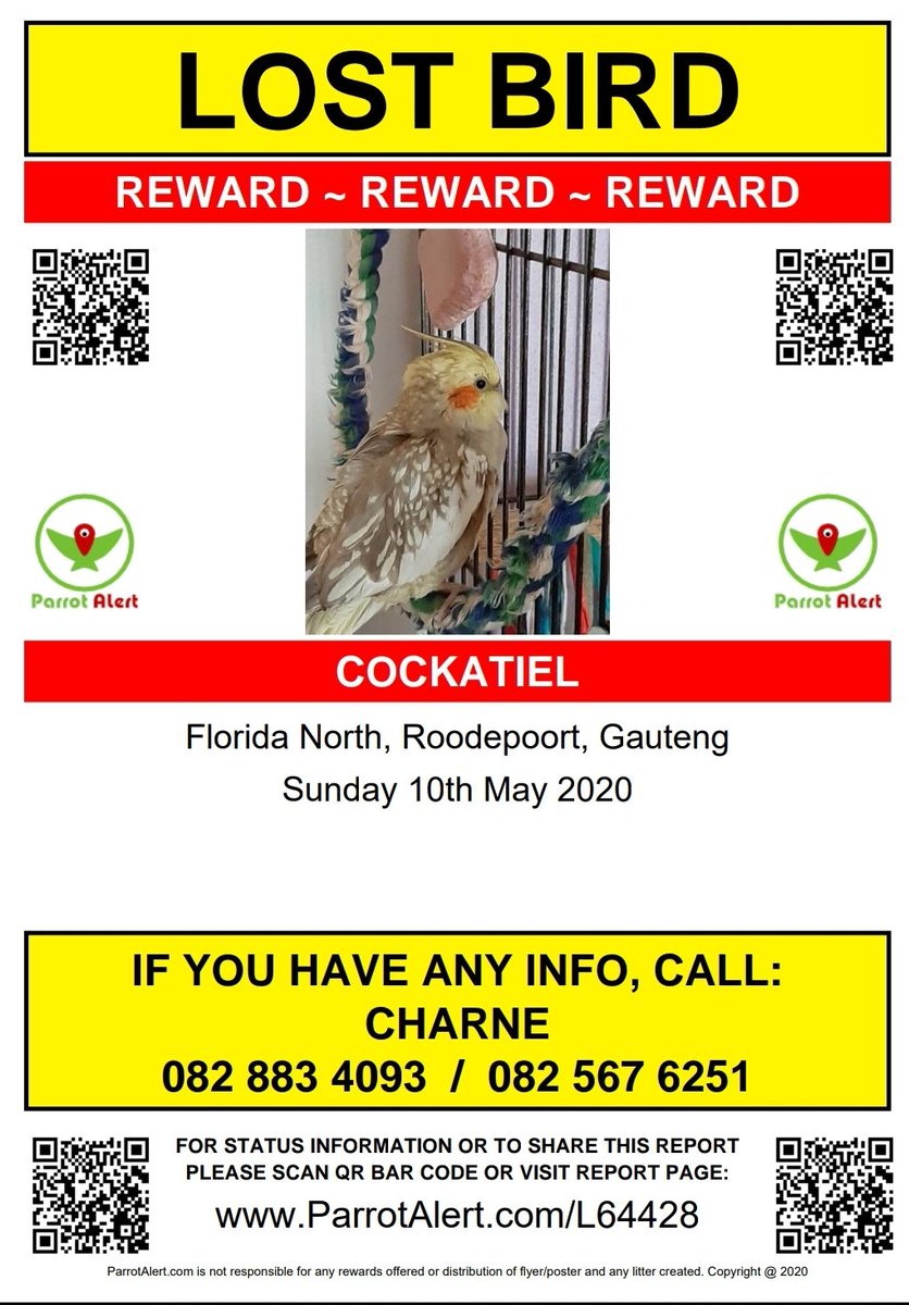 smitc4721's tweet photo. Hi all, my tiel flew away 10th May on Conrad Street, Florida North opposite of Medscheme, Gauteng South Africa. Her name is Echo. If you find her please call or whatsapp 082 567 6251 or 072 448 2215. Reward offered https://t.co/nSenBHhlVR