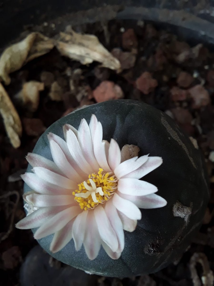 Dakini's tweet photo. El peyote o hikuri (en wixárika) Originaria de México, contiene mescalina, la cuál es responsable de sus efectos psicodélicos. Usada por nuestros ancestros tanto medicinal como en rituales. Es una planta de gran belleza #Botanica #Plantasdepoder @CuriosaBiologia @plantas_med https://t.co/fIvUO9dZgT