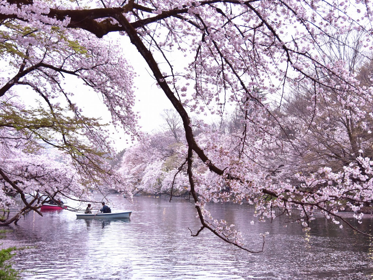 Kichijōji Temple X Cherry Blossom

#JAC #Japanese