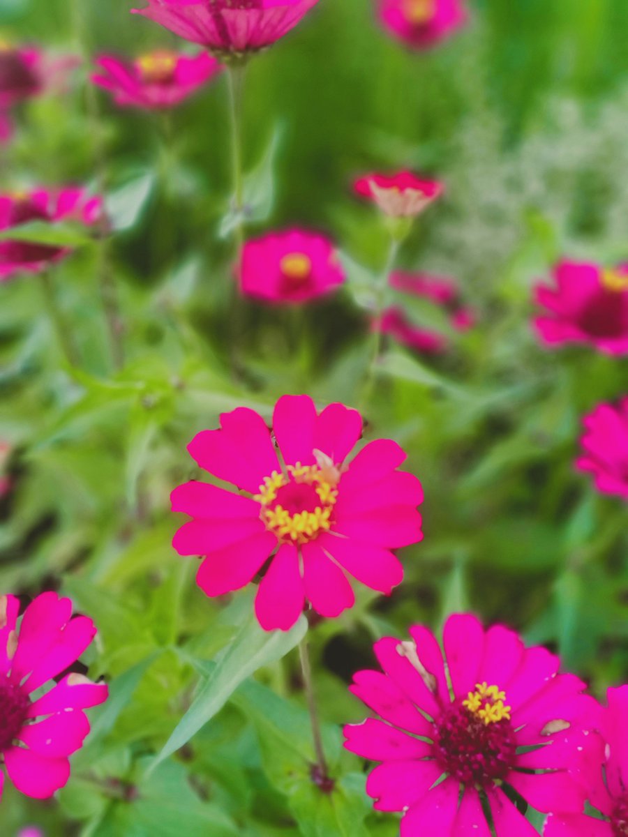 ENuraisaa's tweet photo. Alam senantiasa mmberikan pelajaran yg sangat berharga tentang keindahan,melalui warna² yg beraneka ragam...

#naturelovers #plowers #Garden #happytuesday #StayHome #MAY2020 https://t.co/O38utmdG8P