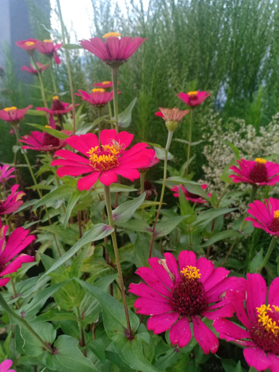 ENuraisaa's tweet photo. Alam senantiasa mmberikan pelajaran yg sangat berharga tentang keindahan,melalui warna² yg beraneka ragam...

#naturelovers #plowers #Garden #happytuesday #StayHome #MAY2020 https://t.co/O38utmdG8P