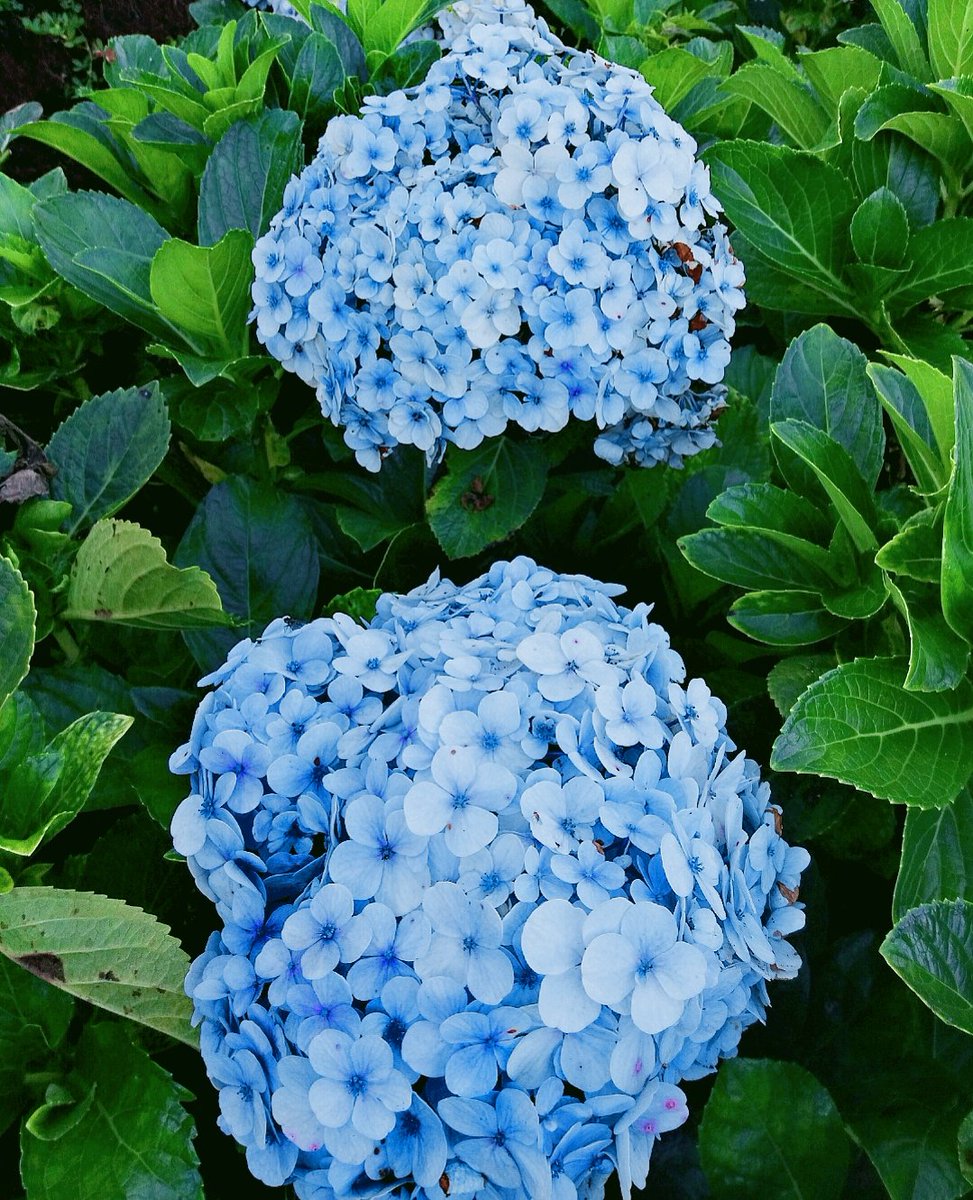 ENuraisaa's tweet photo. Alam senantiasa mmberikan pelajaran yg sangat berharga tentang keindahan,melalui warna² yg beraneka ragam...

#naturelovers #plowers #Garden #happytuesday #StayHome #MAY2020 https://t.co/O38utmdG8P