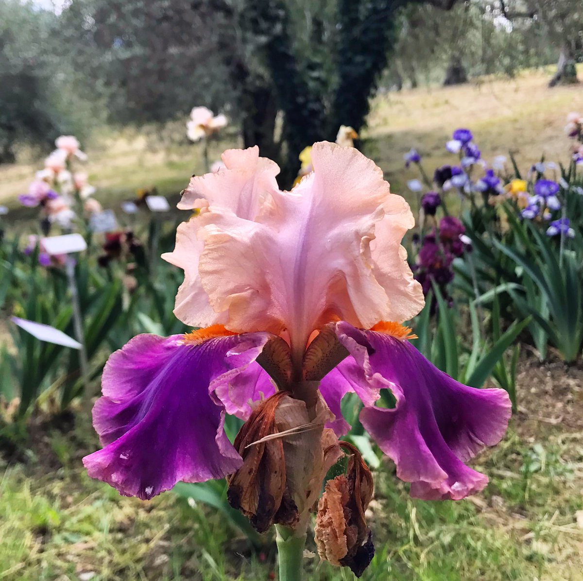 melindagallo's tweet photo. #Beauty comes alive when we appreciate it. 

#TuesdayThoughts #inspiration #SomethingBeautiful 

https://t.co/ykgK5c5eZX https://t.co/88XElCpVN6
