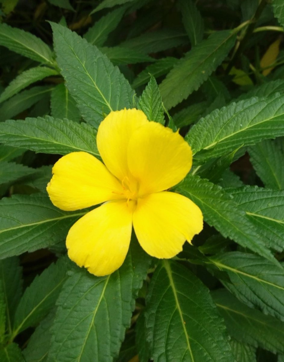 ENuraisaa's tweet photo. Alam senantiasa mmberikan pelajaran yg sangat berharga tentang keindahan,melalui warna² yg beraneka ragam...

#naturelovers #plowers #Garden #happytuesday #StayHome #MAY2020 https://t.co/O38utmdG8P