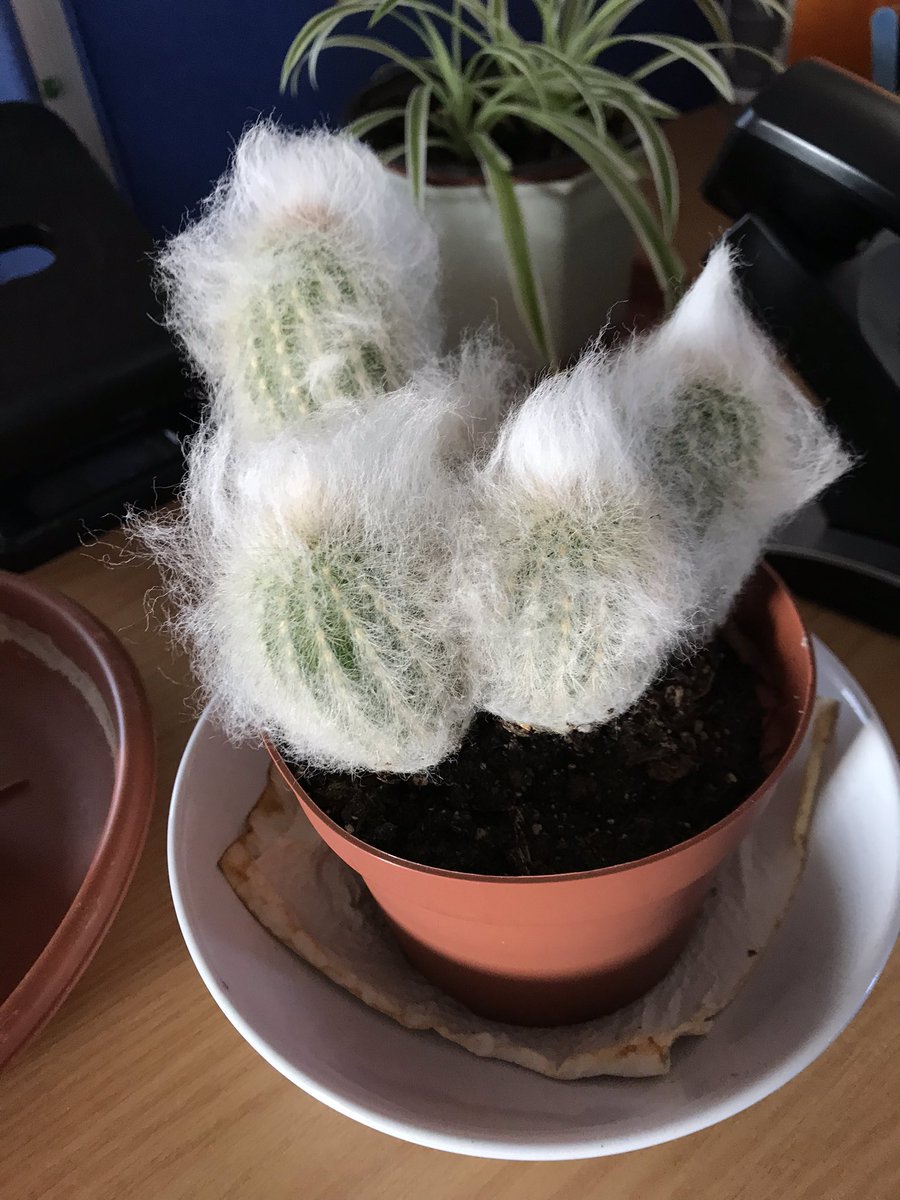 Unlocking a building, mothballed for 6 weeks, to permit contractor access, I’m minded to ask how much water a) cacti and b) spider plants like (I’m 3 weeks too late for everything else). For a bonus point, is the specimen below healthy or infiltrated by alien life forms?