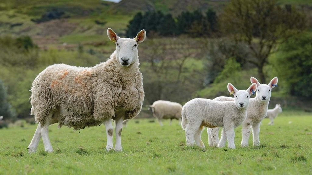 FarmersGuardian's tweet photo. Nicer weather means busier farmers but rural groups warn to stay vigilant as lockdown sparks an alarming rise in sheep rustling https://t.co/By4zTrX2cL #SheepRustling #RuralCrime https://t.co/QqFSQOsPpC
