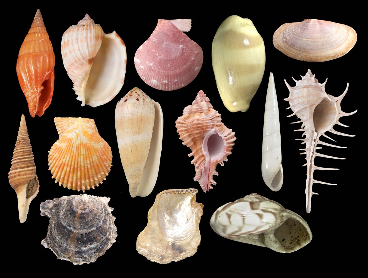CardiffCurator's tweet photo. Whilst we are closed, we will be sharing images of as many of the amazing specimens and objects from our collections @Museum_Cardiff as possible. Many of which have interesting &amp; amazing stories #CultureinQuarantineMW #MuseumsFromHome #MuseumWeek https://t.co/Vg7cUJB5HQ