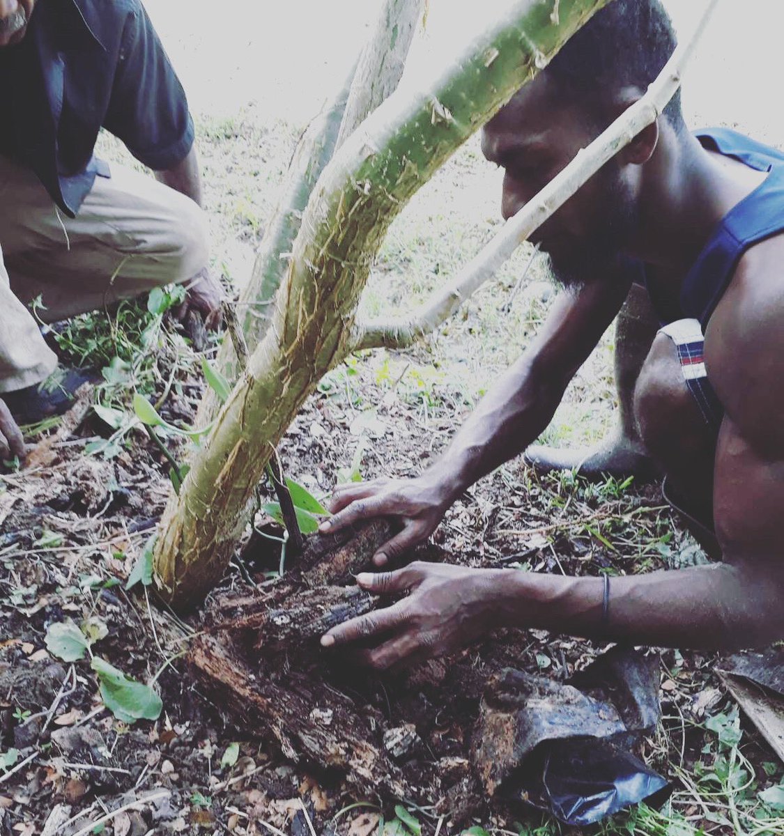 CacaoFiji's tweet image. Got Fiji  Vanilla .. we are working on our new planting 

#fijivanilla 
#vanilla #vanillachocolate