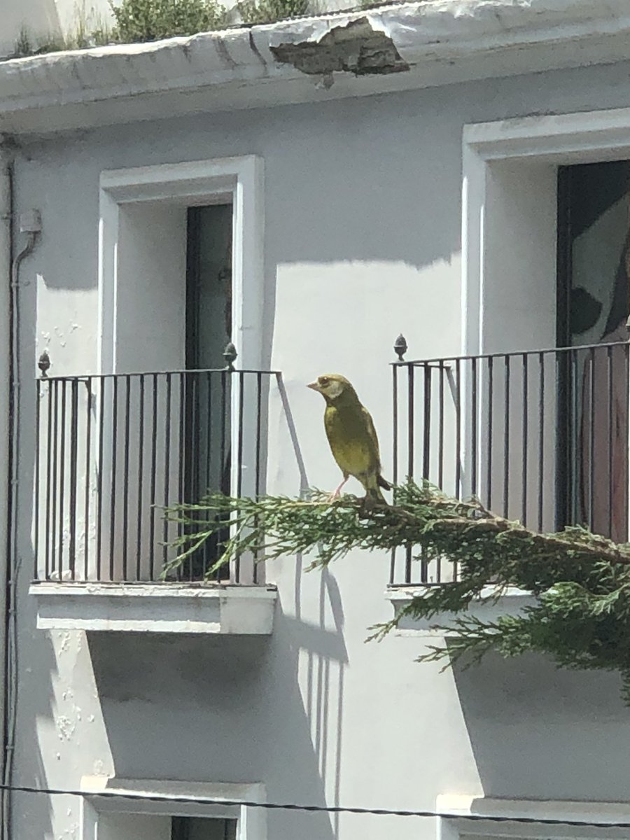 Avui s'acaba un govern per començar un altre, que esperem sigui ampli i progressista, capaç de plantar cara a la crisi generada per la #Covid19. Ha estat un orgull per mi formar part i haver estat 1ra tinent d'alcalde i aquests 20 dies alcaldessa accidental #Badalona