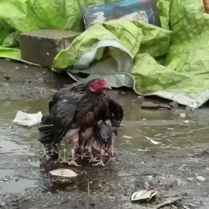 THIS JUST IN, the chicken that couldn’t afford an umbrella has seemingly joined the protest. We will be reporting back to you as events unfold.