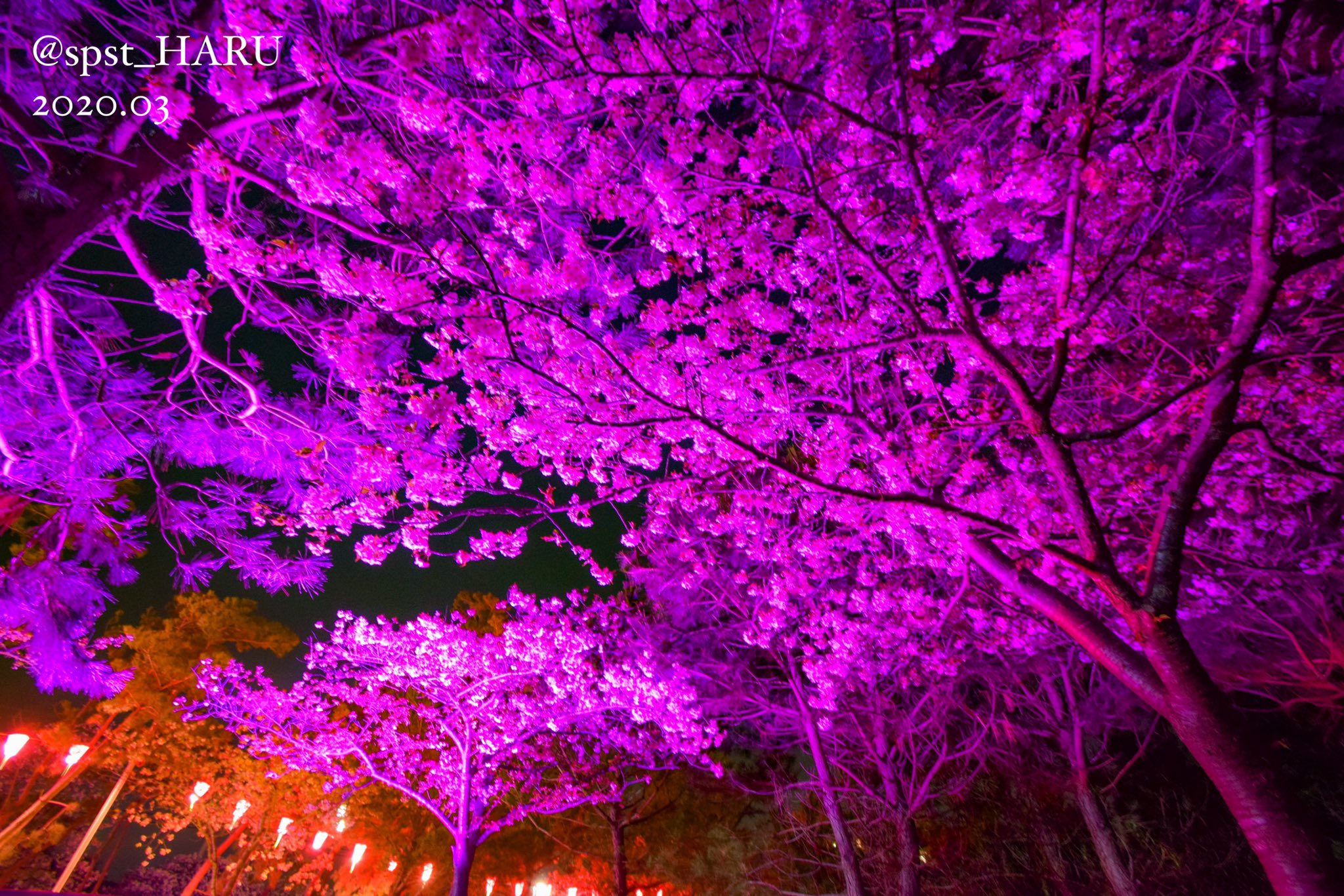 しらこ温泉桜祭り Twitter Search Twitter
