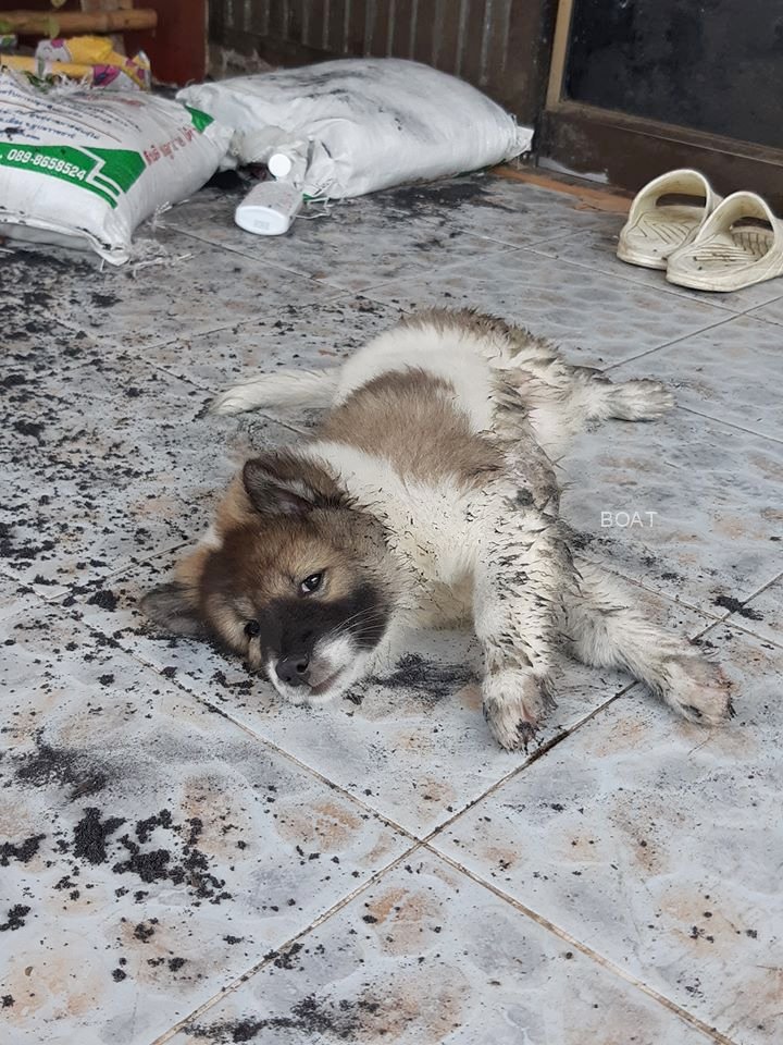 หมาเพื่อนเราชื่อมะม่วง อย่างซน เพื่อนบอกกูอาบน้ำให้เกือบทุกวัน ไม่ถึงสิบนาทีดำอีกแล้ว งานอดิเรกของน้องคือกัดถุงปุ๋ยแล้วนอนเกือก55555555555555555 เอ็นดูหน้ามันอะ