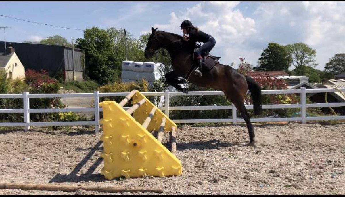 Peter_Bowen_'s tweet photo. Always Waining still enjoying his jumping at the age of 19. https://t.co/yFpyqN3u97