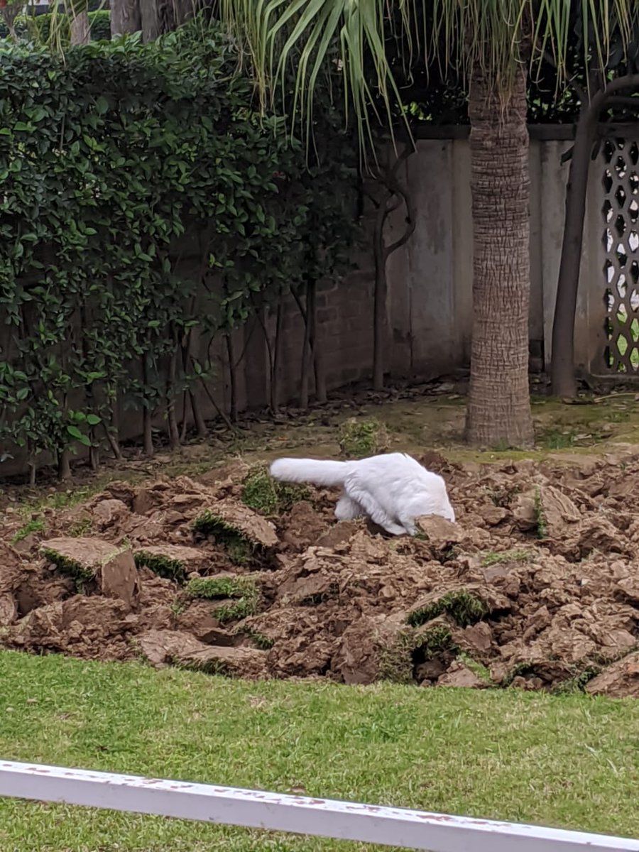 Exploring the newly dug ground.