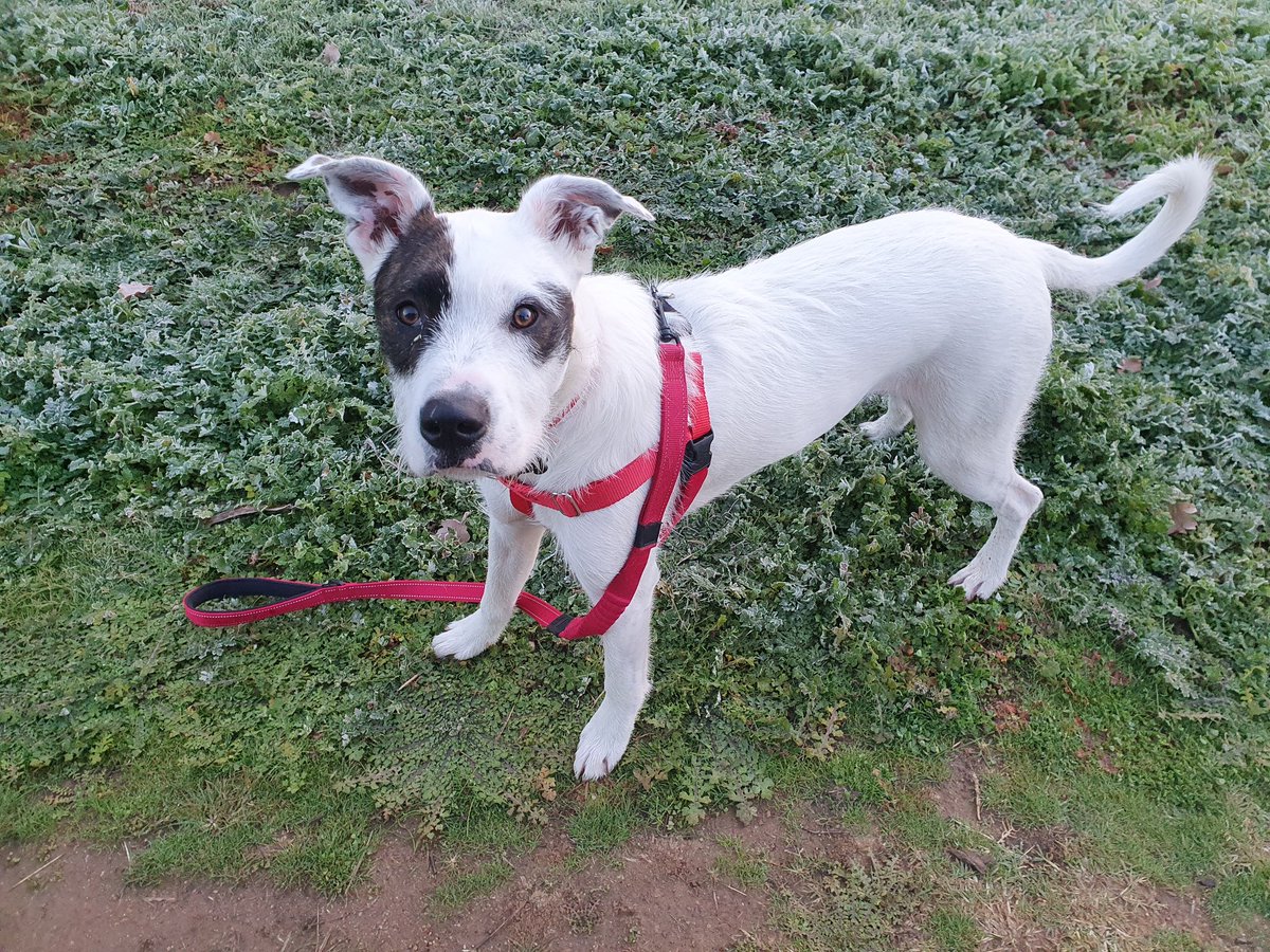 Alfie out for his morning constitutional #petsofuc #walkingthetalkhealthyfaculty