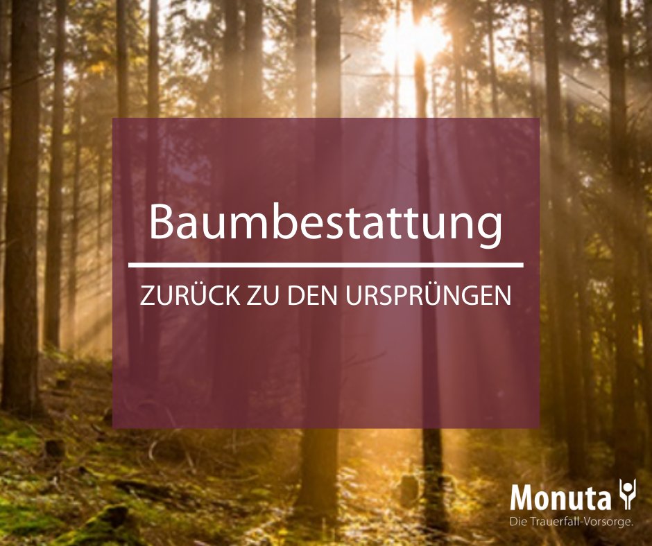 MonutaDE's tweet photo. Das Sonnenlicht bahnt sich seinen Weg durch mächtige Baumstämme, die Vögel zwitschern. Die letzte Ruhestätte, mit der Natur im Einklang. Wie das geht? Mehr dazu in unserem Beitrag zur Baumbestattung.   👉 https://t.co/NjzIzrLCIc https://t.co/x8fG23NK7b