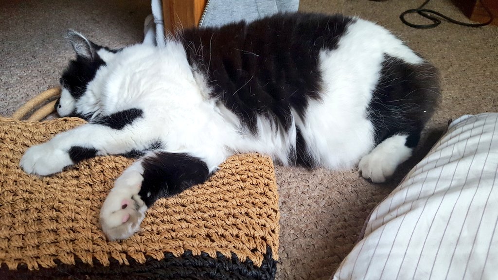 JoanneDeakin's tweet photo. Really enjoyed my #yoga #meditation session with iamyogi with @gumkenth and @LittleDeak last night. Even Milly joined in. #veryrelaxing https://t.co/0tHukpul9F