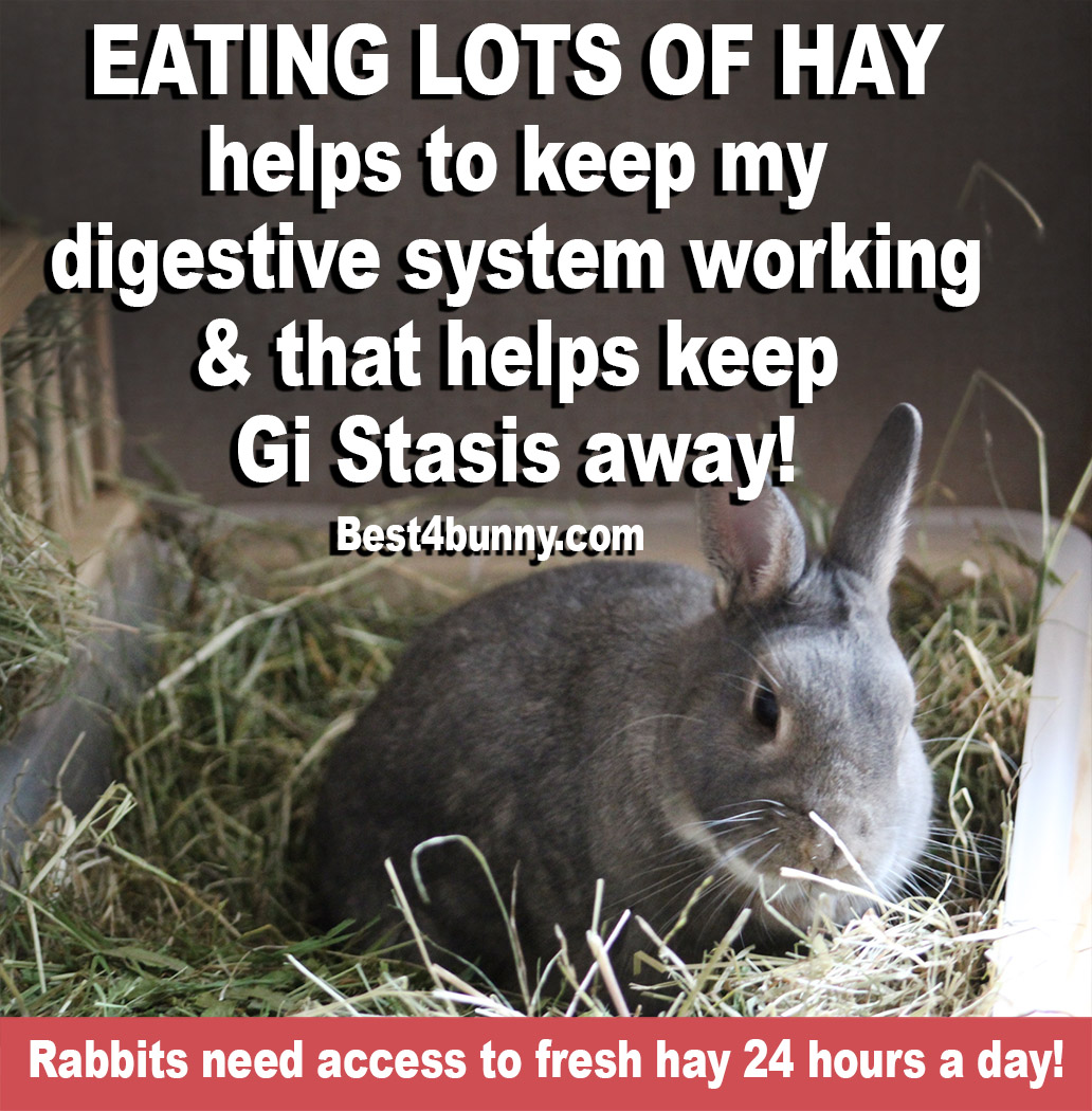 Find more reasons why &amp; how hay keeps rabbits happy &amp; healthy here... best4bunny.com/rabbits-need-h…