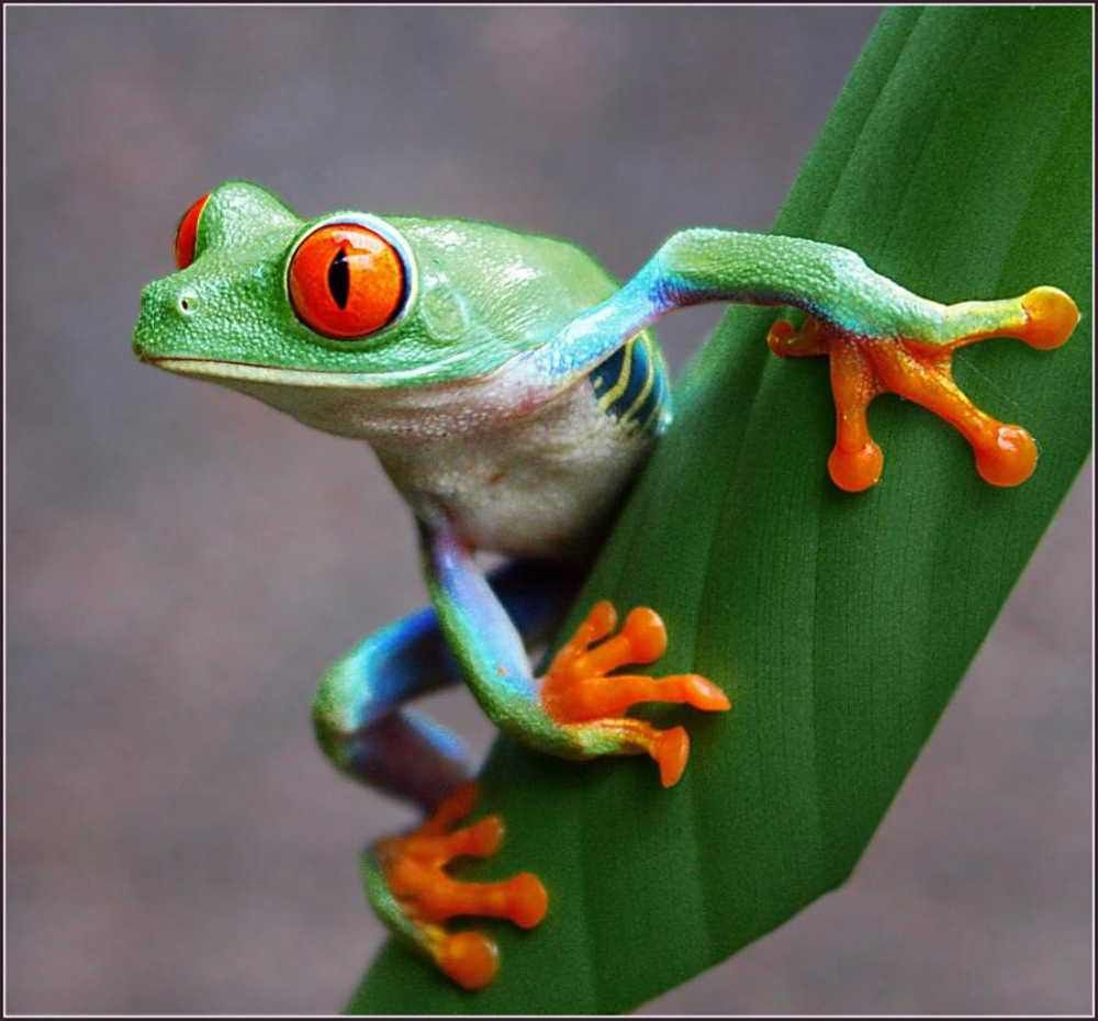 ClaracanadaG's tweet photo. En #CostaRica podremos disfrutar del Parque Nacional Volcán  Arenal, donde encontraremos una fauna increíble. Un ejemplo de ello es la famosa Rana arborea.
#1GIATporelmundo https://t.co/GSBfiUmGxb