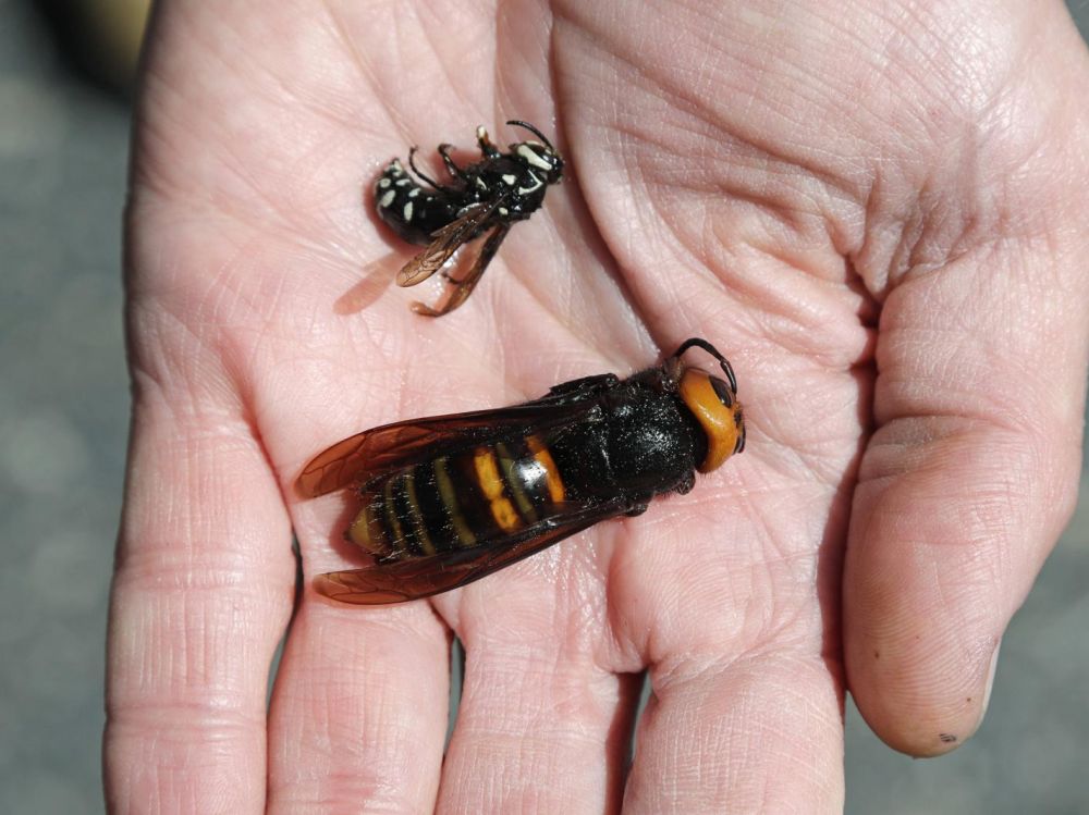 Deux #frelons asiatiques géants ont été identifiés dans l'Etat de #Washington. 

Depuis cette découverte, les scientifiques sont à l'affût pour tenter d'éradiquer l'#insecte invasif avant qu'il ne s'implante.

sciencesetavenir.fr/animaux/arthro… 

<a href="/Sciences_Avenir/">Sciences et Avenir</a> 

📷ELAINE THOMPSON/AP/SIPA