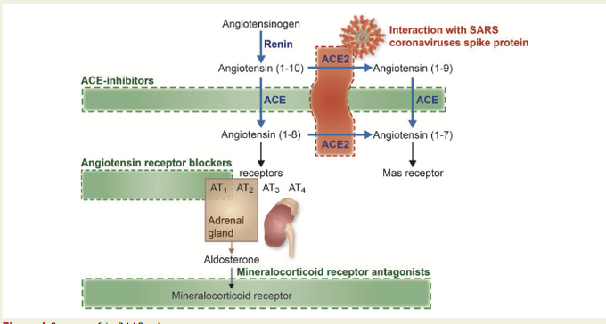 Un estudio en 2000 pacientes con problemas de corazón confirma que los niveles en plasma (sangre) de la ACE2 (enzima convertidora de angiotensina 2) son más elevados en hombres que en mujeres, lo que podría explicar porque  #COVID19 afecta más a hombres.