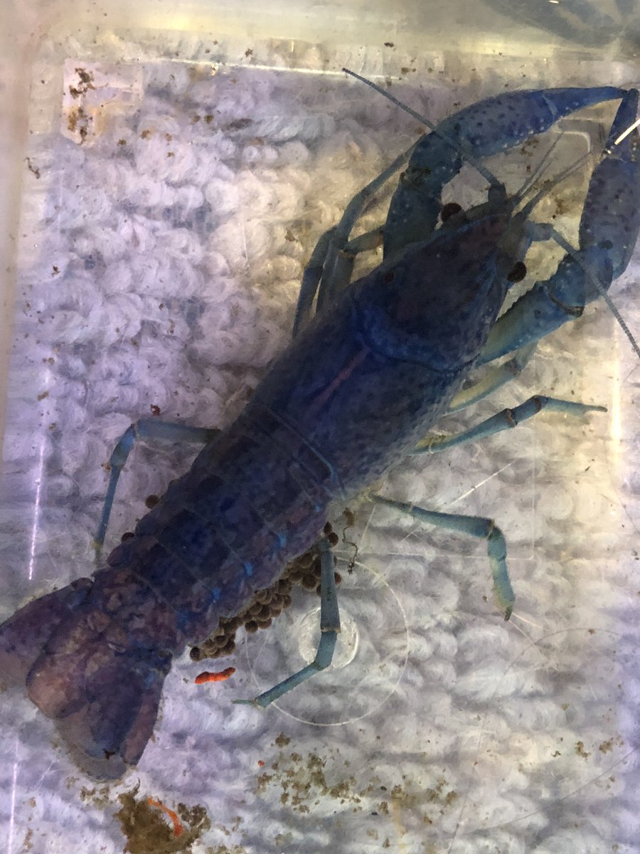 ꉂ ラマシー 卵多過ぎ テラコッタ シェルターのサイズもupしようと撤去したら 抱卵 孵化の成功率の鍵 腹肢がポイント 腹肢がしっかり フサフサに発達したメスほど 安定して抱卵しますね ザリガニ 抱卵