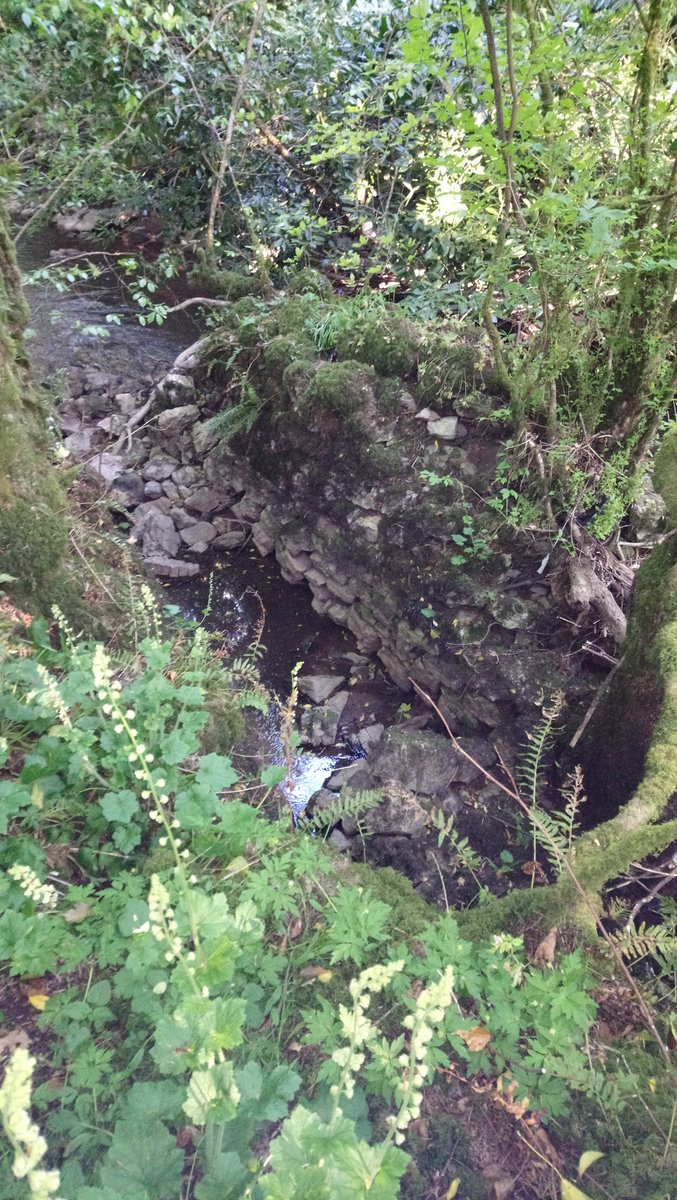 MillsofNI's tweet image. I have been searching for this site for years. Found due to winter flooding and now low rivers. Site of 1600s corn mill in Loughry last used in mid 1800s