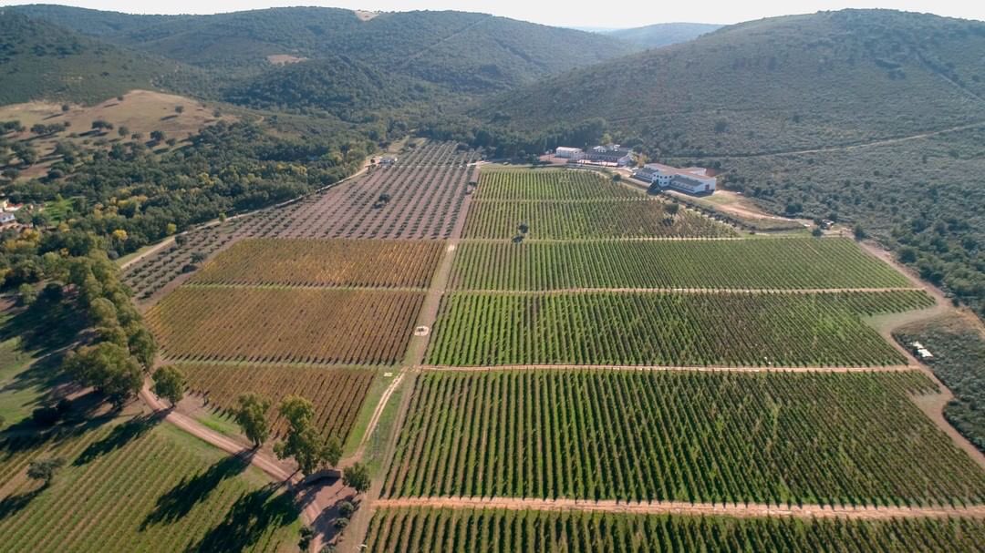 DehesaCarrizal's tweet photo. #DehesaDelCarrizal is a “Pago” wine but, what does it really mean?

“#VinoDePago” is the highest qualification observed by Spanish wine law. It’s a type of #ProtectedDesignationOfOrigin (#DOP) limited to an exclusive group of #wineries. 👇🏻 https://t.co/SLuAf9dg3Y