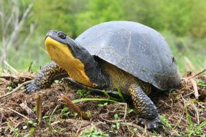 LPWBR's tweet photo. Do you know Ontario's 8 native turtle species? #WorldTurtleDay #OntarioTurtles
https://t.co/JENsPkaMak https://t.co/hLczCp3kLN
