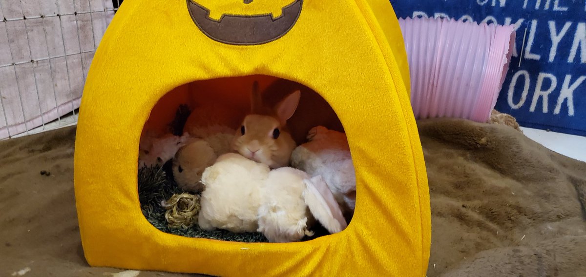 かぼちゃハウス